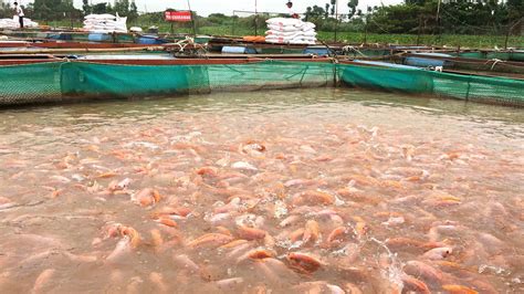 what are farm raised fish fed in china